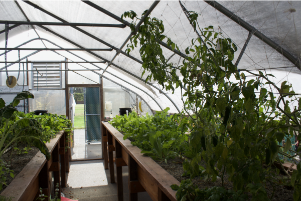 An interior shot capturing the back of the Farm to Fork greenhouse.